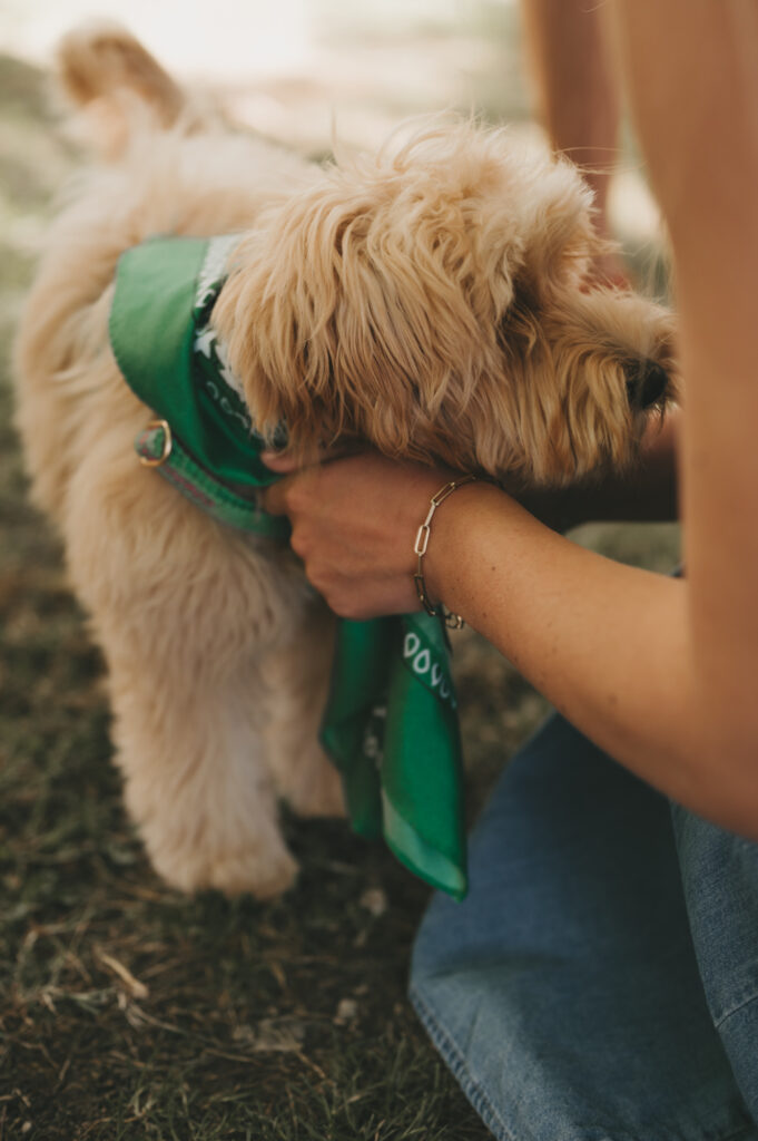 puppy krijgt customized sjaal om op de bruiloft